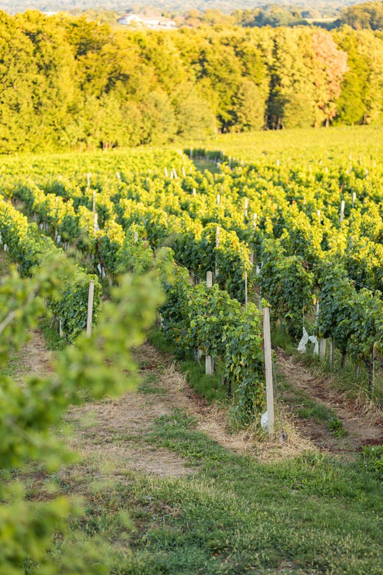 Wine Residence Kerman Strigova エクステリア 写真